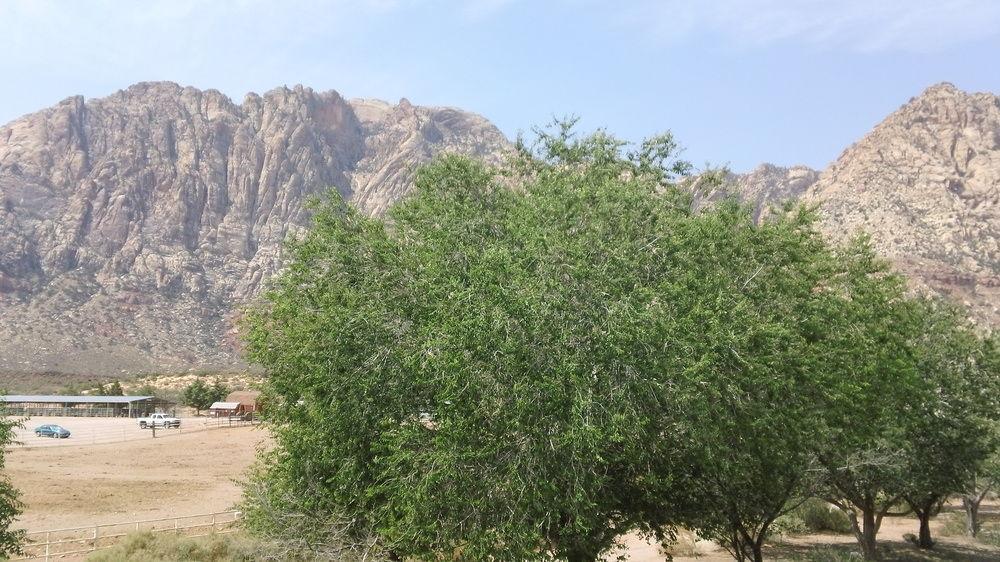 Bonnie Springs Ranch Motel Blue Diamond Esterno foto