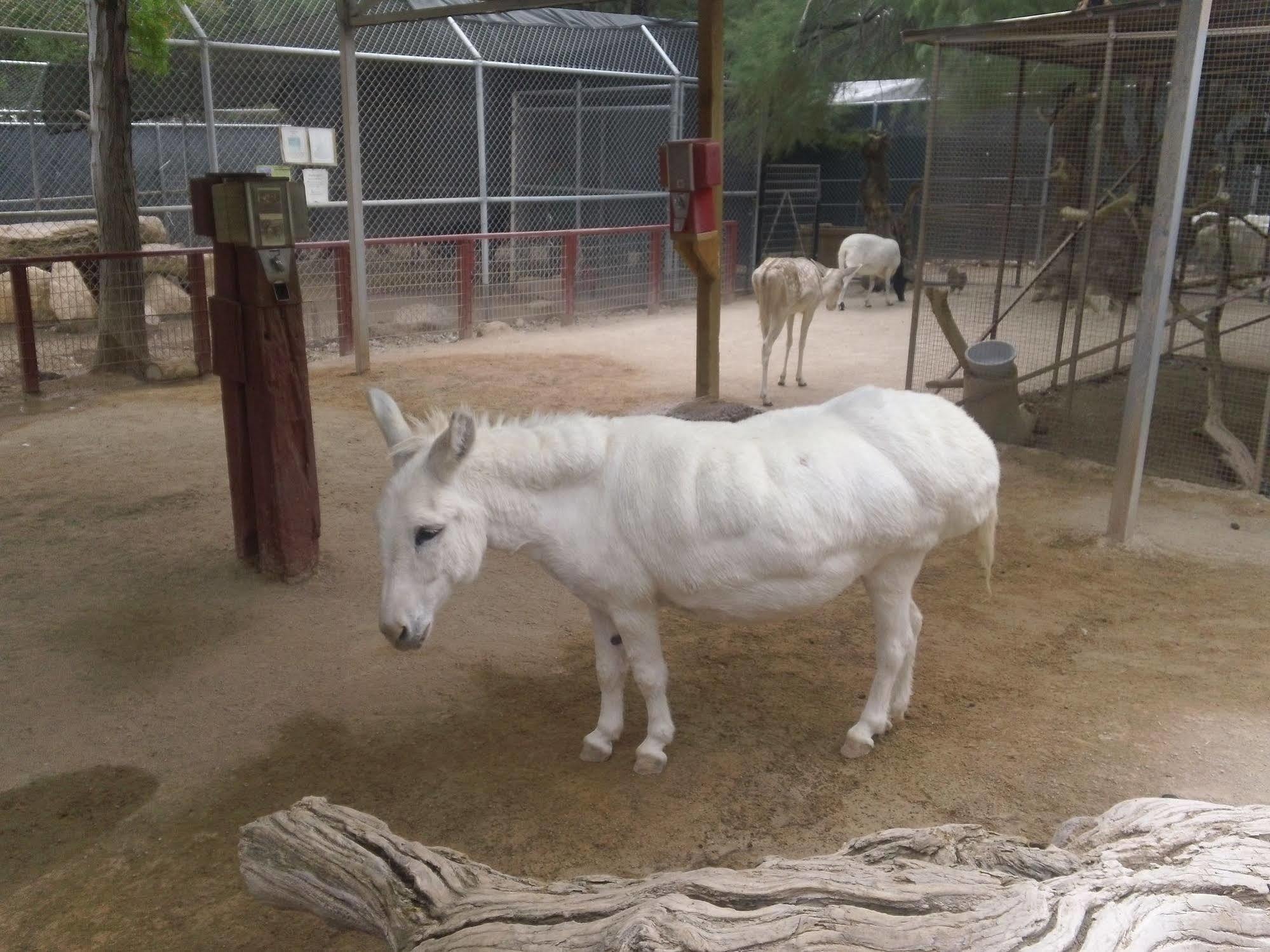 Bonnie Springs Ranch Motel Blue Diamond Esterno foto